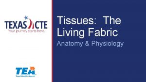 Tissues The Living Fabric Anatomy Physiology Copyright Texas