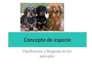 Filogenia humana Filogenia humana