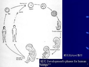 Ayo Developments phases for human Life Science 2010