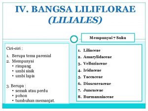 IV BANGSA LILIFLORAE LILIALES Mempunyai 7 Suku Ciriciri