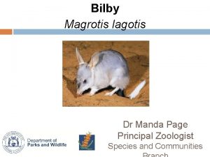 Bilby Magrotis lagotis Dr Manda Page Principal Zoologist