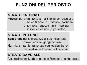 FUNZIONI DEL PERIOSTIO STRATO ESTERNO Meccanica a aumenta