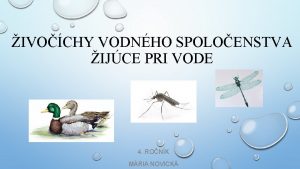 IVOCHY VODNHO SPOLOENSTVA IJCE PRI VODE 4 RONK