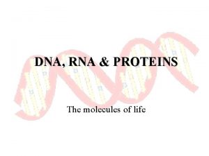 DNA RNA PROTEINS The molecules of life DNA