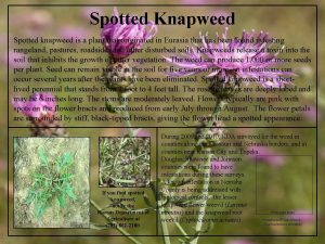 Spotted Knapweed Spotted knapweed is a plant that