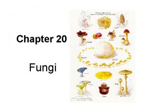 Chapter 20 Fungi How are mushrooms yeast and