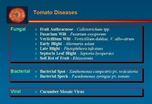 Tomato Diseases Fungal Bacterial Viral Fruit Anthracnose Colletotrichum