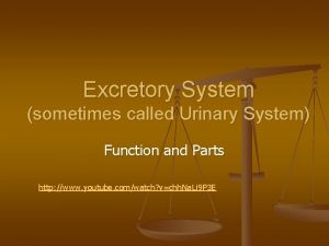 Excretory System sometimes called Urinary System Function and