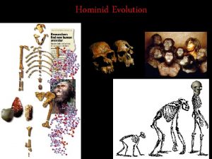 Hominid Evolution Early Primates Prosimians 65 mya Monkeys