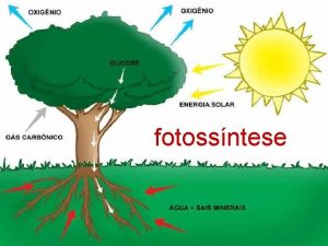 fotossntese FOTOSSNTESE Constitui um fenmeno biolgico altamente complexo