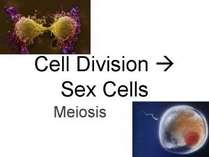 Cell Division Sex Cells Meiosis Fig 10 1