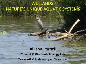 WETLANDS NATURES UNIQUE AQUATIC SYSTEMS Allison Parnell Coastal