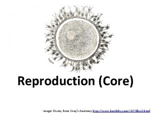 Reproduction Core Image Ovum from Grays Anatomy http