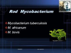 Rod Mycobacterium v Mycobacterium tuberculosis v M africanum
