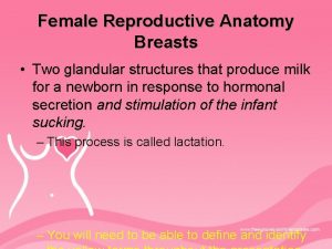 Female Reproductive Anatomy Breasts Two glandular structures that