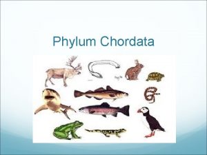 Phylum Chordata Phylum Chordata By the end of