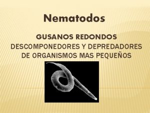 Nematodos GUSANOS REDONDOS DESCOMPONEDORES Y DEPREDADORES DE ORGANISMOS