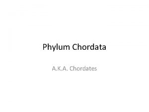 Phylum Chordata A K A Chordates Four Distinguishing
