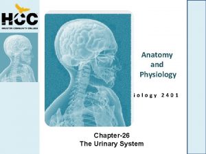 Anatomy and Physiology Biology 2401 Chapter26 The Urinary