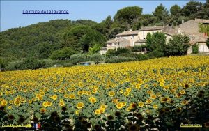 La route de la lavande Prsente par Nicole