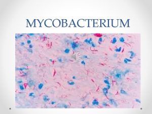 MYCOBACTERIUM The mycobacteria are aerobic acid fast nonmotile