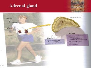 Adrenal gland Copyright 2006 by Elsevier Inc Medulla