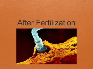 After Fertilization Implantation Fertilization sperm cell enters the