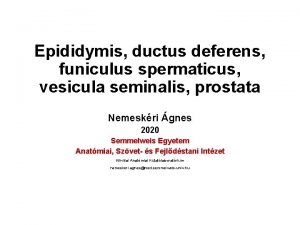Epididymis ductus deferens funiculus spermaticus vesicula seminalis prostata