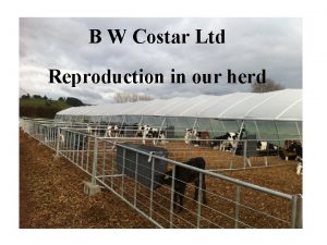 B W Costar Ltd Reproduction in our herd