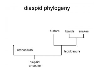 diaspid phylogeny tuatara archosaurs diapsid ancestor lizards snakes