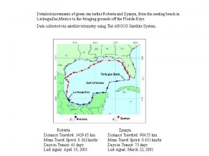 Detailed movements of green sea turtles Roberta and