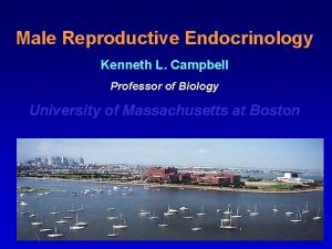 Male Reproductive Endocrinology Kenneth L Campbell Professor of