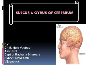 Sulcus gyrus of cerebrum SULCUS GYRUS OF CEREBRUM