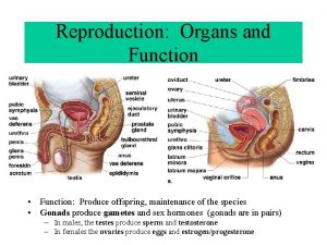 Reproduction Organs and Function Function Produce offspring maintenance
