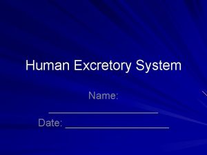 Human Excretory System Name Date Excretory System Excretion