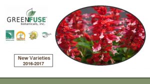 New Varieties 2016 2017 Calibrachoa Cruze Deep Red