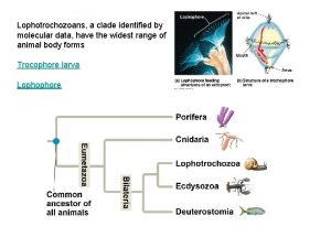 Lophotrochozoans a clade identified by molecular data have