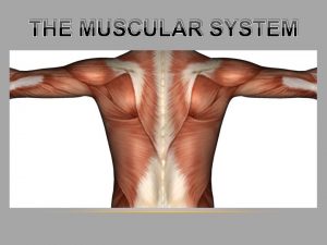 THE MUSCULAR SYSTEM OVERVIEW How many muscles are