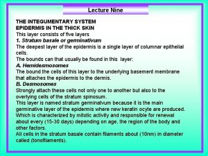 Lecture Nine THE INTEGUMENTARY SYSTEM EPIDERMIS IN THE