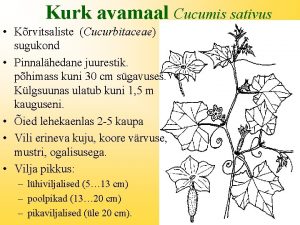 Kurk avamaal Cucumis sativus Krvitsaliste Cucurbitaceae sugukond Pinnalhedane