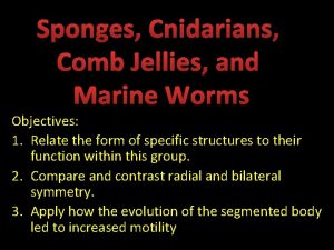 Sponges Cnidarians Comb Jellies and Marine Worms Objectives