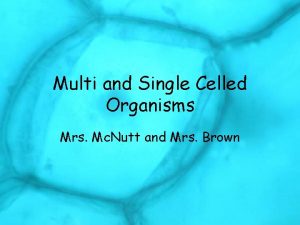 Multi and Single Celled Organisms Mrs Mc Nutt