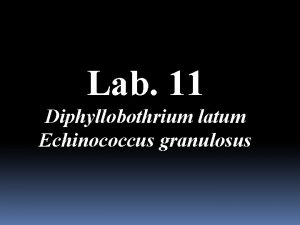 Lab 11 Diphyllobothrium latum Echinococcus granulosus Life cycle