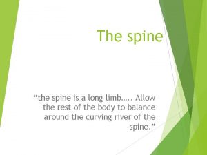 The spine the spine is a long limb