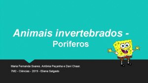 Animais invertebrados Porferos Maria Fernanda Soares Antnia Peanha