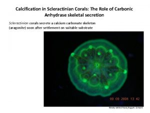 Calcification in Scleractinian Corals The Role of Carbonic