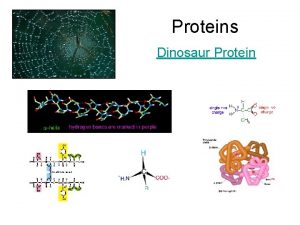 Proteins Dinosaur Protein Proteins classified by functions Enzymes