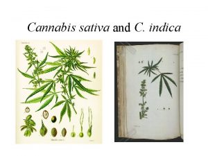 Cannabis sativa and C indica Cannabis sativa and