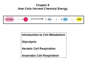 Chapter 6 How Cells Harvest Chemical Energy Introduction