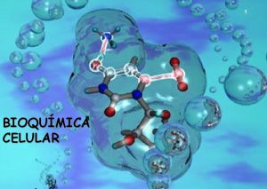 1 BIOQUMICA CELULAR ORG NICOS CARBOIDRATOS TODA CLULA